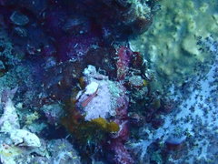 Helcogramma striata