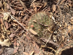 Mammillaria rhodantha