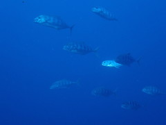 Ferdauia ferdau