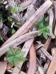 Mnium spinulosum