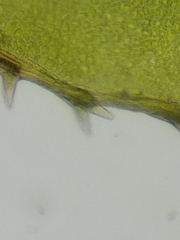 Mnium spinulosum