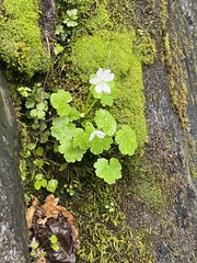 Kumlienia hystricula