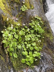 Kumlienia hystricula