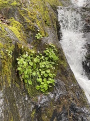Kumlienia hystricula