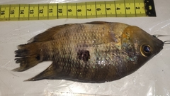 Caquetaia spectabilis