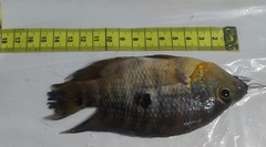 Caquetaia spectabilis