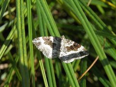 Epirrhoe rivata