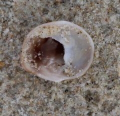 Sigapatella novaezelandiae