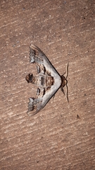 Imber tropicus