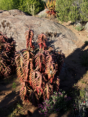 Aloe pearsonii