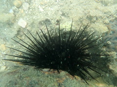 Heliocidaris crassispina