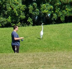 Ardea alba