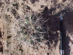 Coryphantha robustispina uncinata