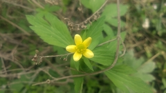 Ranunculus cantoniensis