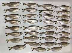 Moenkhausia intermedia