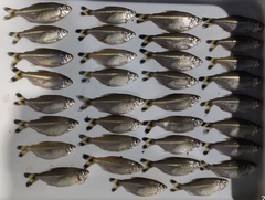 Moenkhausia intermedia