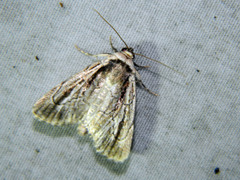 Sympistis badistriga