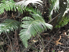 Blechnum nudum