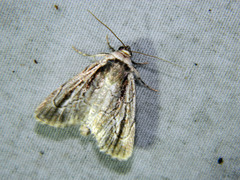 Sympistis badistriga