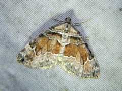 Dysstroma hersiliata