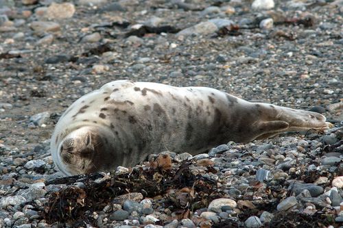 Harp Seal photographed in New Hampshire