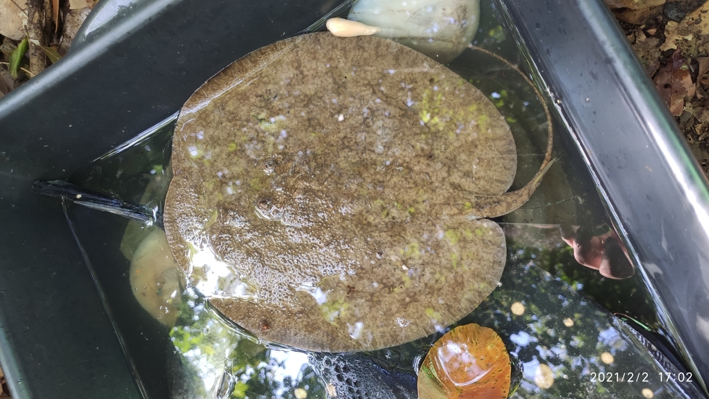 Discus Stingray