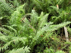 Blechnum nudum