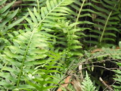 Blechnum nudum