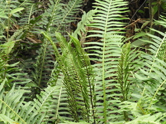 Blechnum nudum
