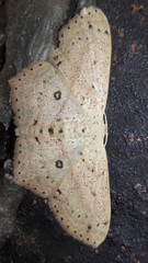 Scopula annularia
