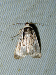 Sympistis badistriga