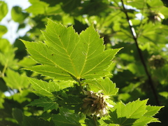 Acer ukurunduense