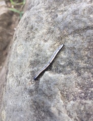 Spirobolellus immigrans
