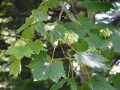 Acer ukurunduense