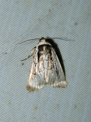 Sympistis badistriga
