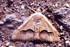 Frederickia s-signata