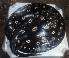 Potamotrygon leopoldi