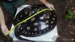 Potamotrygon leopoldi