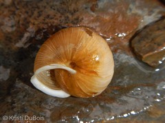 Allogona ptychophora