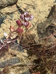 Lithobates onca