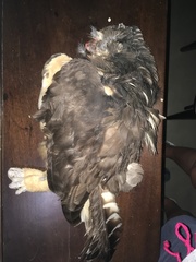 Pulsatrix koeniswaldiana