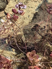 Lithobates onca