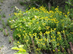 Arnica sachalinensis