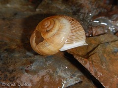 Allogona ptychophora