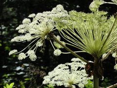 Angelica ursina