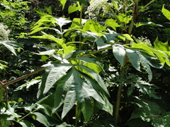 Angelica ursina