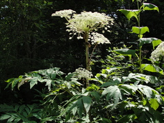 Angelica ursina
