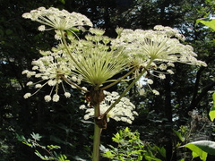 Angelica ursina