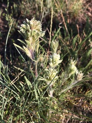 Castilleja pilosa pilosa