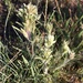 Castilleja pilosa pilosa - Photo (c) Mike Splain, some rights reserved (CC BY-ND), uploaded by Mike Splain